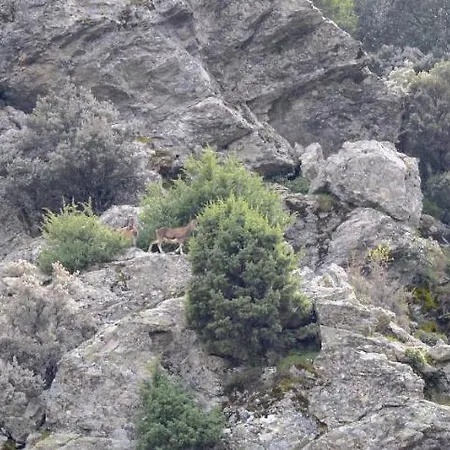 La Genziana